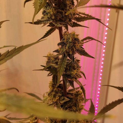 Амнезия авто лемон growlog photo: Сделал промывку ждём 