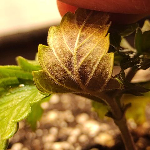 Bruce Banner  growlog timeline photo