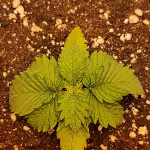 Bruce Banner  growlog timeline photo