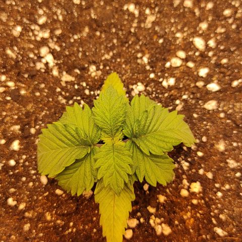 Bruce Banner  growlog timeline photo