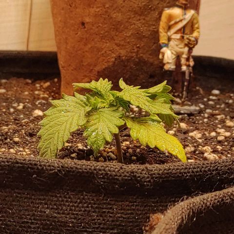 Bruce Banner  growlog timeline photo