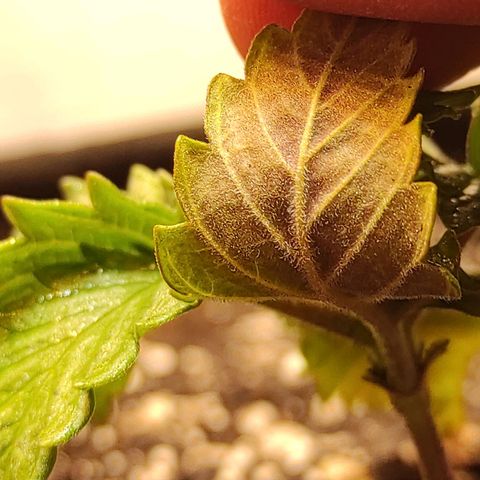 Bruce Banner  growlog timeline photo