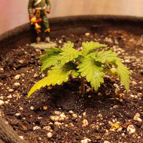 Bruce Banner  growlog timeline photo
