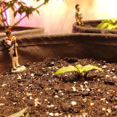 Брюс баннер 2  growlog timeline photo