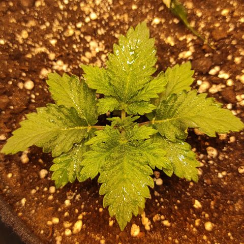 Bruce Banner  growlog timeline photo
