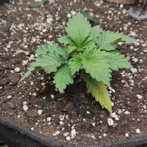 Bruce Banner  growlog timeline photo