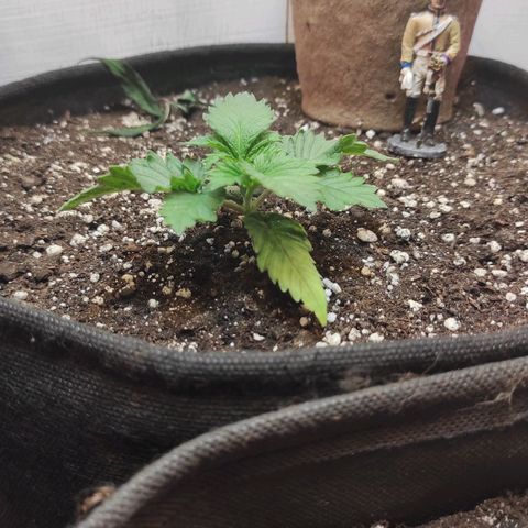 Bruce Banner  growlog timeline photo