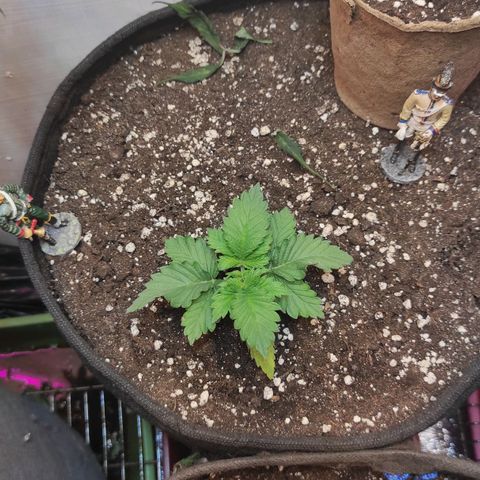 Bruce Banner  growlog timeline photo