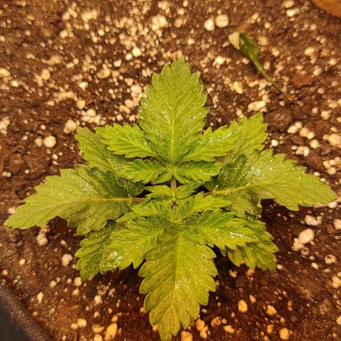 Bruce Banner  growlog timeline photo