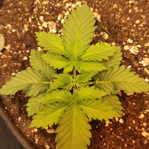 Bruce Banner  growlog timeline photo