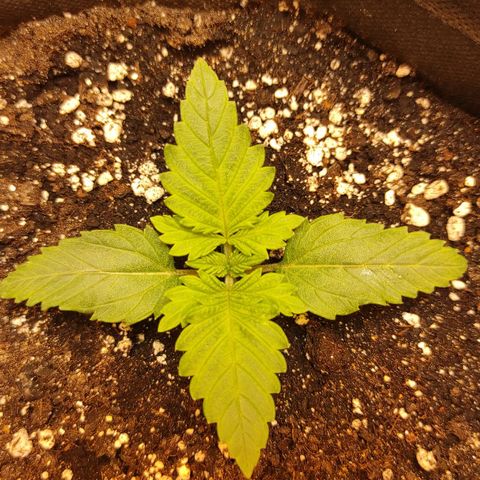 Брюс баннер 2  growlog timeline photo