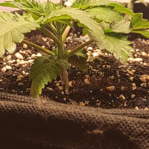Bruce Banner  growlog timeline photo