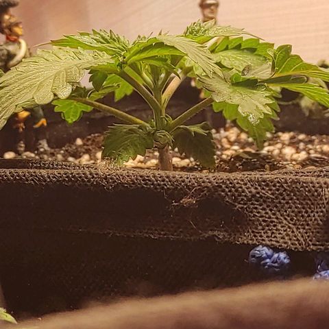 Bruce Banner  growlog timeline photo