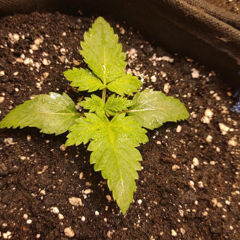 Брюс баннер 2  growlog timeline photo