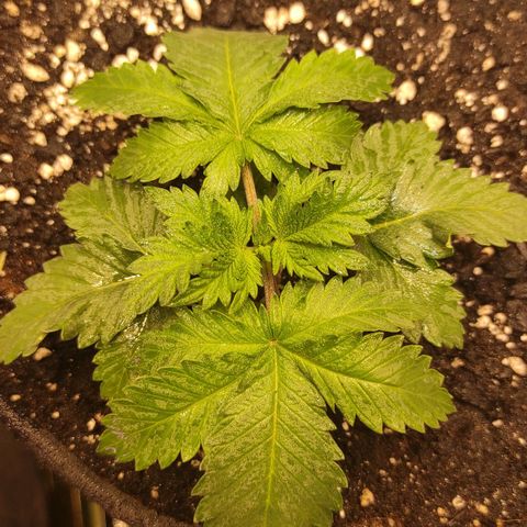 Bruce Banner  growlog timeline photo