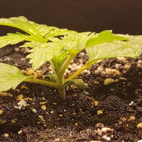 Брюс баннер 2  growlog timeline photo