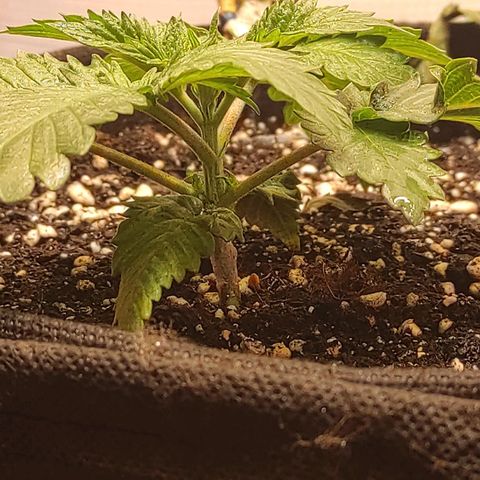 Bruce Banner  growlog timeline photo