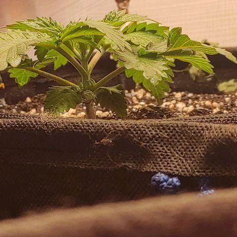 Bruce Banner  growlog timeline photo