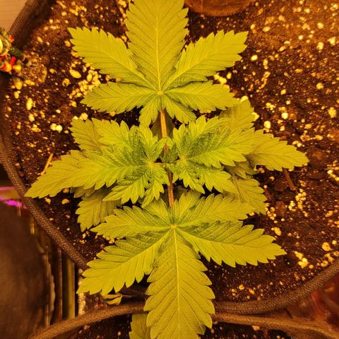 Bruce Banner  growlog timeline photo