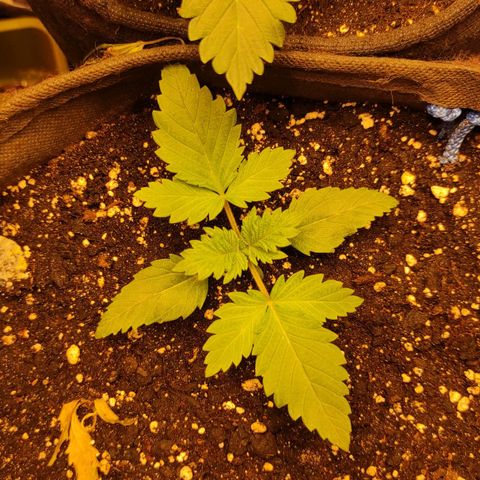 Брюс баннер 2  growlog timeline photo