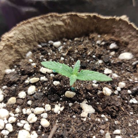 Белая вдова  growlog timeline photo