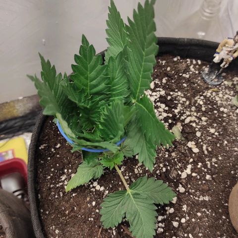 Bruce Banner  growlog timeline photo