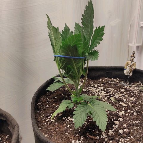 Bruce Banner  growlog timeline photo