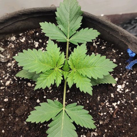Брюс баннер 2  growlog timeline photo