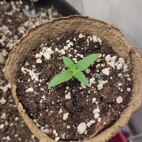 Белая вдова  growlog timeline photo