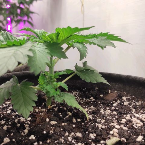 Bruce Banner  growlog timeline photo