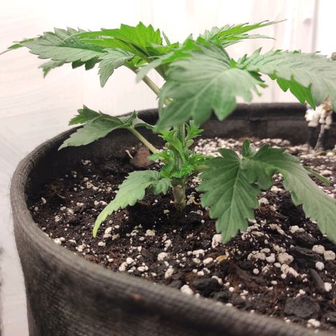 Bruce Banner  growlog timeline photo