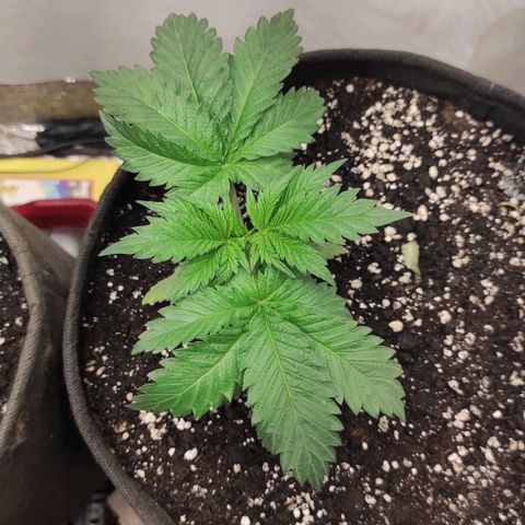 Bruce Banner  growlog timeline photo