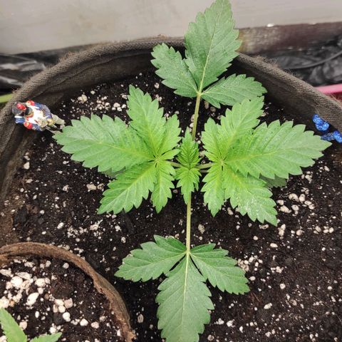 Брюс баннер 2  growlog timeline photo