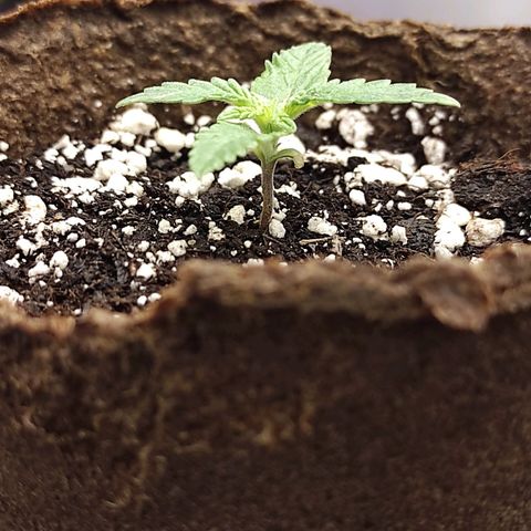 Белая вдова  growlog timeline photo