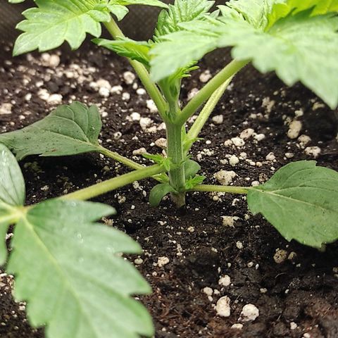 Брюс баннер 2  growlog timeline photo