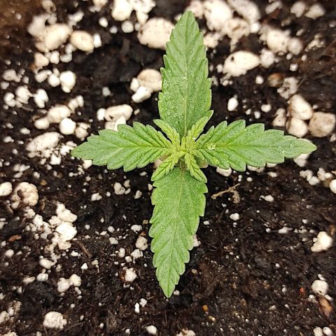Белая вдова  growlog timeline photo
