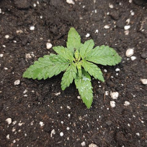 Белая вдова  growlog timeline photo
