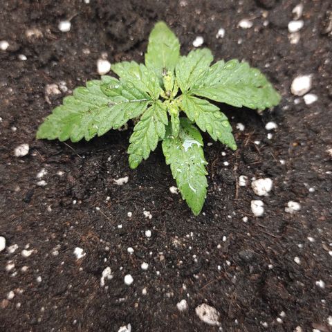 Белая вдова  growlog timeline photo