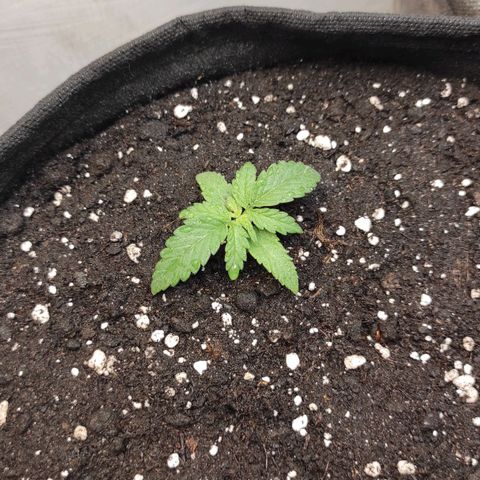 Белая вдова  growlog timeline photo