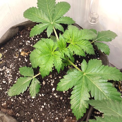 Брюс баннер 2  growlog timeline photo