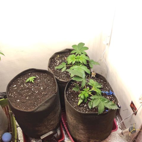Белая вдова  growlog timeline photo