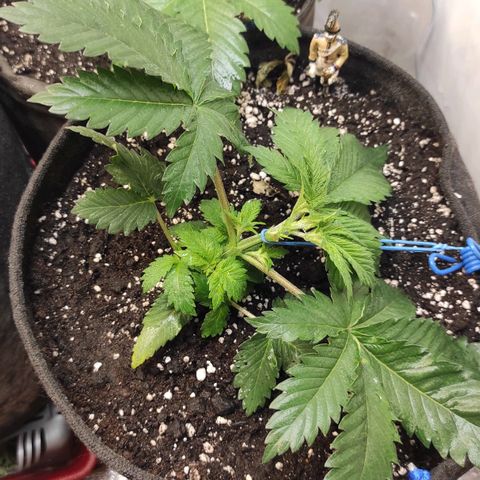Bruce Banner  growlog timeline photo