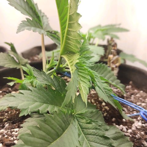 Bruce Banner  growlog timeline photo