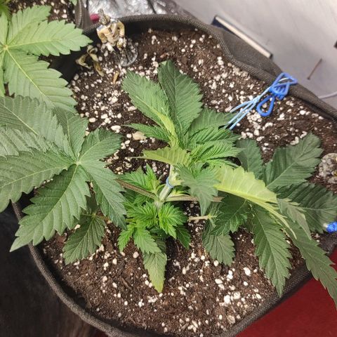 Bruce Banner  growlog timeline photo