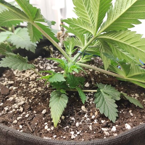 Bruce Banner  growlog timeline photo
