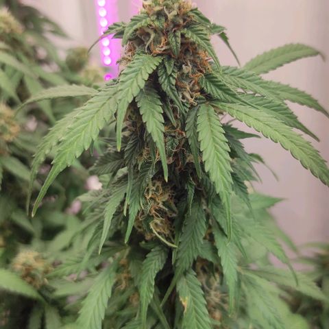 Горила авто  growlog timeline photo