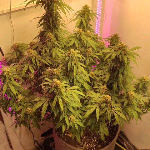 Горила авто  growlog timeline photo