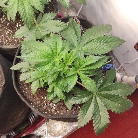 Bruce Banner  growlog timeline photo