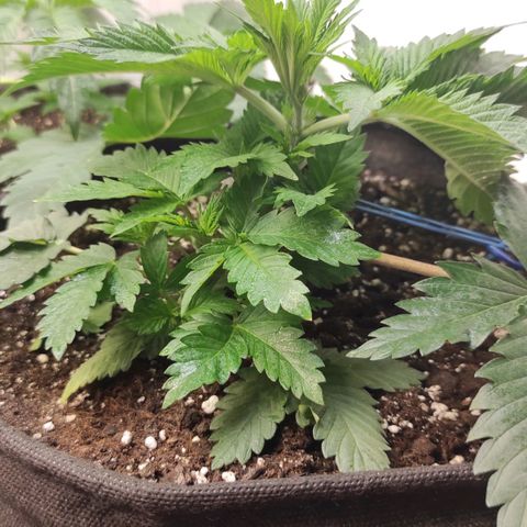 Bruce Banner  growlog timeline photo