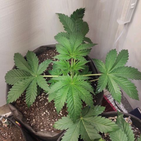 Брюс баннер 2  growlog timeline photo